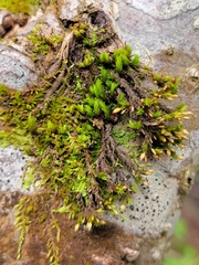 Hedwigia ciliata