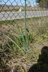Albuca canadensis