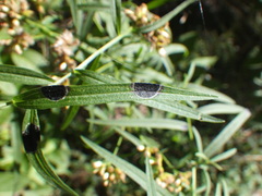 Asteromyia euthamiae
