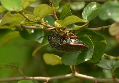 Sternocera chrysis