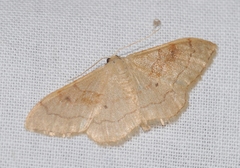 Idaea rubraria
