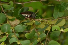 Sternocera chrysis