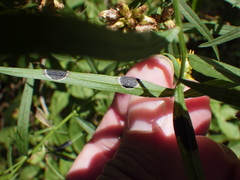 Asteromyia euthamiae