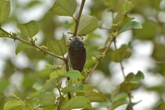 Sternocera chrysis