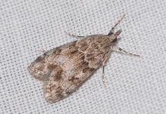 Eudonia mercurella