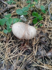 Clitocybe nebularis