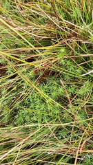 Polytrichum commune