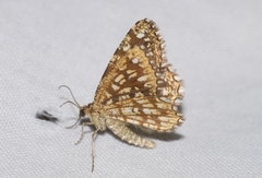 Chiasmia clathrata