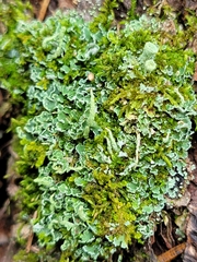 Cladonia