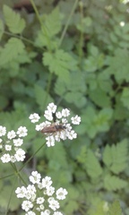 Alosterna tabacicolor