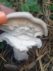 Clitocybe nebularis
