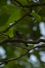 Pycnonotus cafer