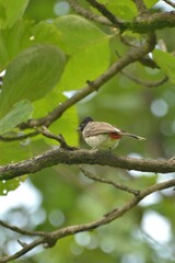Pycnonotus cafer