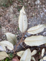 Elaeagnus grandifolia