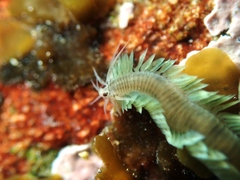 Pterocirrus