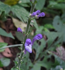 Scutellaria
