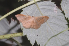 Idaea rubraria