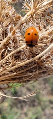 Coccinella