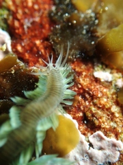Pterocirrus