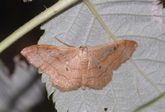 Idaea rubraria