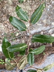 Elaeagnus grandifolia