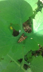 Nemophora degeerella