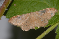Idaea rubraria