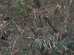 Elaeagnus grandifolia