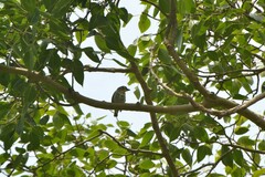 Psilopogon haemacephalus