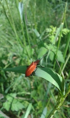 Pyrochroa serraticornis