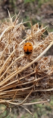 Coccinella