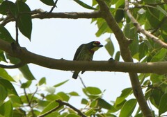 Psilopogon haemacephalus