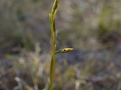 Diuris platichila