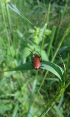 Pyrochroa serraticornis