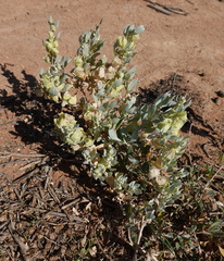 Atriplex lindleyi