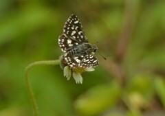 Spialia galba