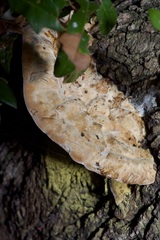 Pseudoinonotus dryadeus