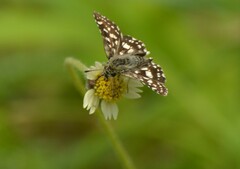 Spialia galba