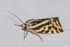 Acontia trabealis