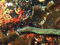 Pterocirrus