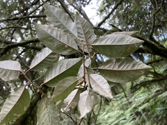 Elaeagnus