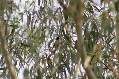 Melithreptus lunatus