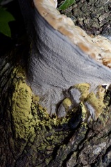 Pseudoinonotus dryadeus