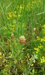 Trifolium incarnatum molinerii