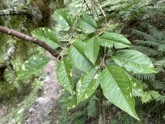 Elaeagnus