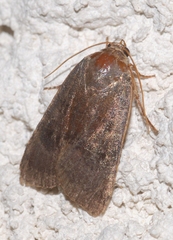 Noctua janthina