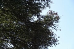 Vachellia karroo