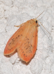 Miltochrista miniata