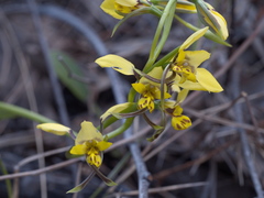 Diuris platichila