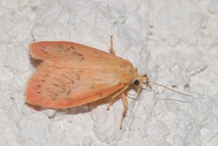 Miltochrista miniata